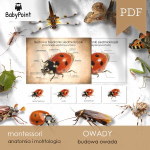 OWADY - Zestaw edukacyjny 3D