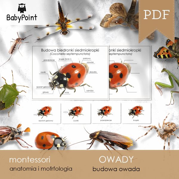 OWADY - Zestaw edukacyjny 3D