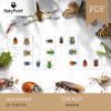 OWADY - Zestaw edukacyjny 3D