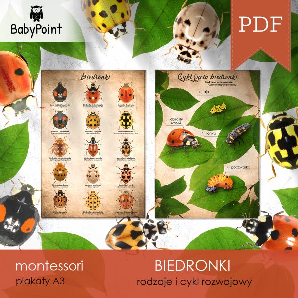 BIEDRONKI - Zestaw edukacyjny 3D