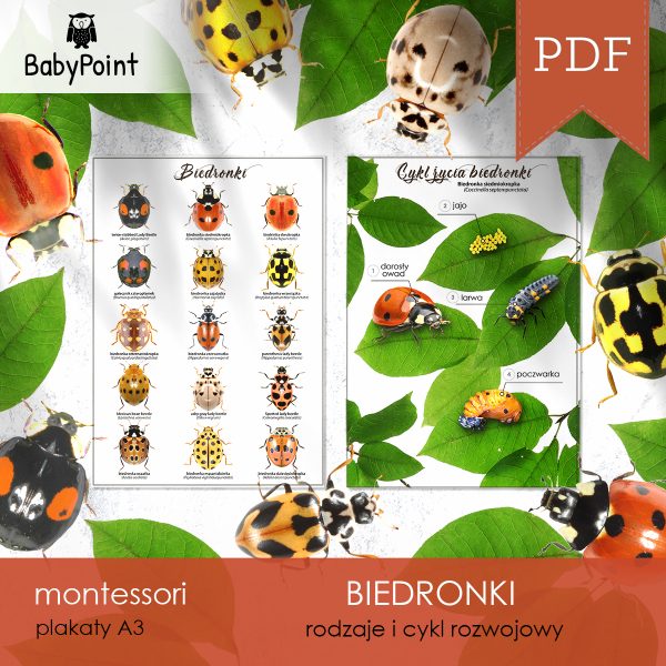 BIEDRONKI - Zestaw edukacyjny 3D
