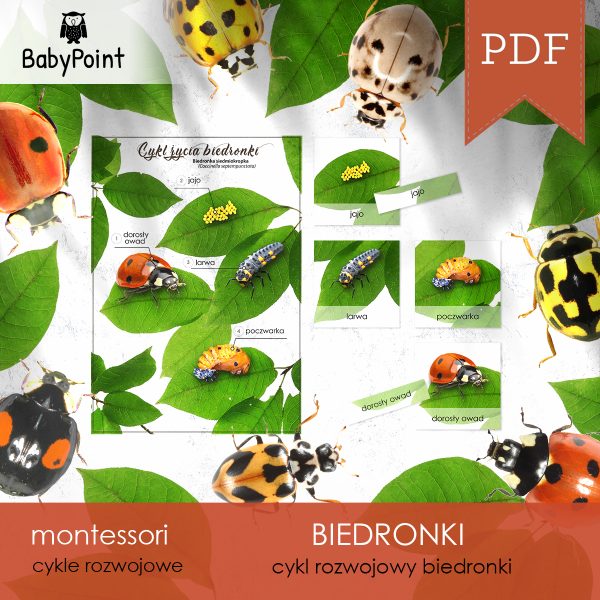 BIEDRONKI - Zestaw edukacyjny 3D