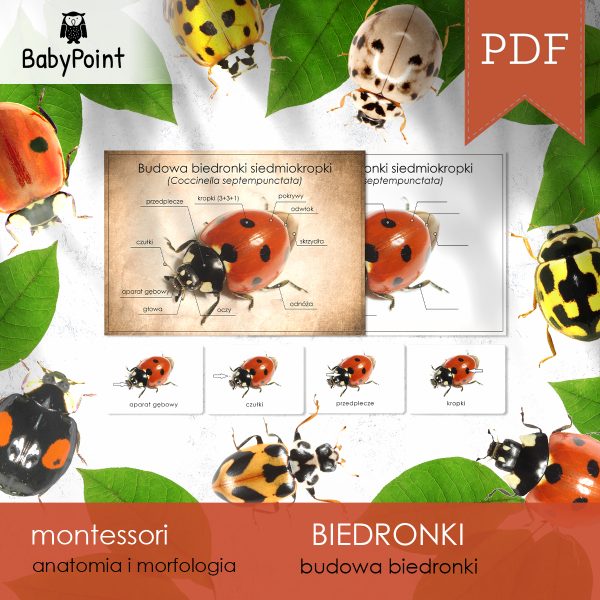 BIEDRONKI - Zestaw edukacyjny 3D
