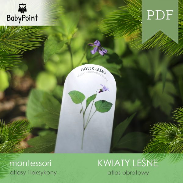 KWIATY LEŚNE - Zestaw edukacyjny