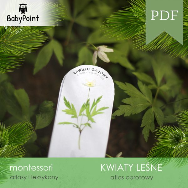KWIATY LEŚNE - Zestaw edukacyjny