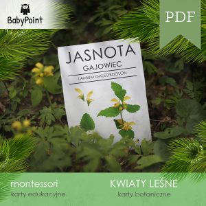 KWIATY LEŚNE - Zestaw edukacyjny