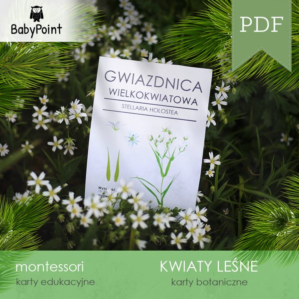 KWIATY LEŚNE - Zestaw edukacyjny