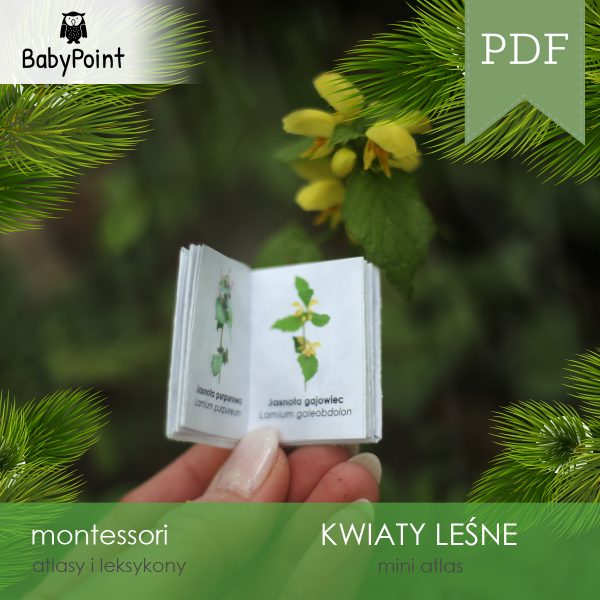 KWIATY LEŚNE - Zestaw edukacyjny