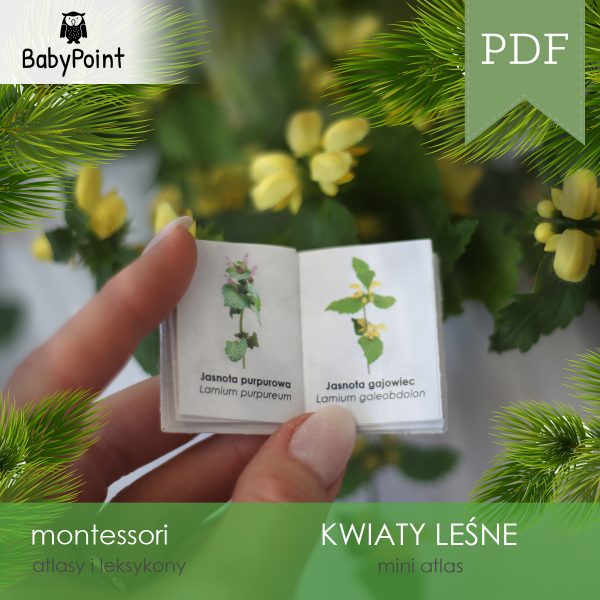 KWIATY LEŚNE - Zestaw edukacyjny