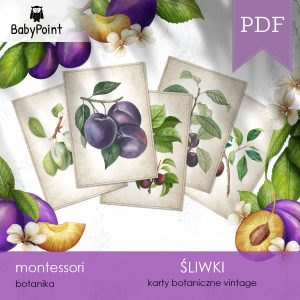 ŚLIWKI - zestaw edukacyjny 3D