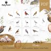 PTAKI - Zestaw edukacyjny 3D