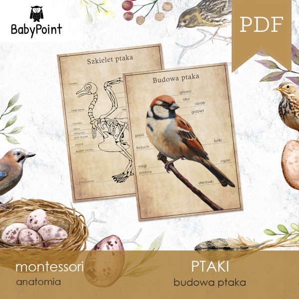 PTAKI - Zestaw edukacyjny 3D