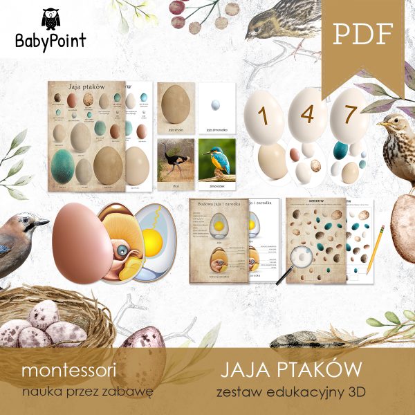 PTAKI - JAJA PTAKÓW - Zestaw edukacyjny 3D