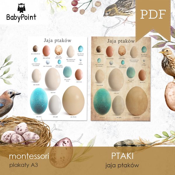 PTAKI - JAJA PTAKÓW - Zestaw edukacyjny 3D