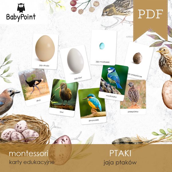 PTAKI - JAJA PTAKÓW - Zestaw edukacyjny 3D