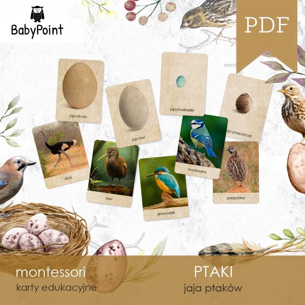 PTAKI - JAJA PTAKÓW - Zestaw edukacyjny 3D