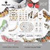 MOTYLE NOCNE - Zestaw edukacyjny 3D