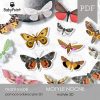 MOTYLE NOCNE - Zestaw edukacyjny 3D