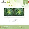 Lato