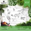 KOTY - Zestaw edukacyjny 3D
