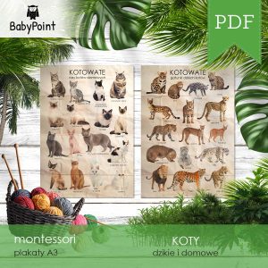 KOTY - Zestaw edukacyjny 3D