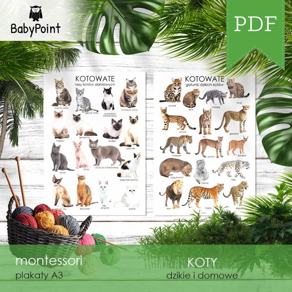 KOTY - Zestaw edukacyjny 3D